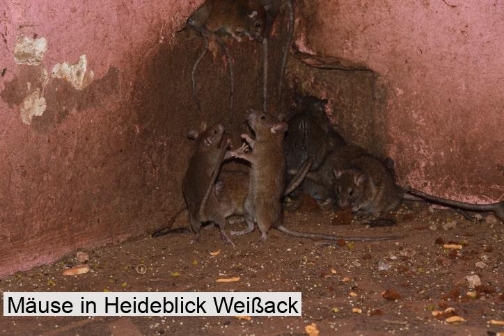 Mäuse in Heideblick Weißack